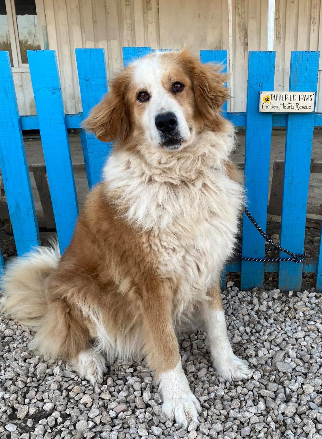 Beau (fka August)